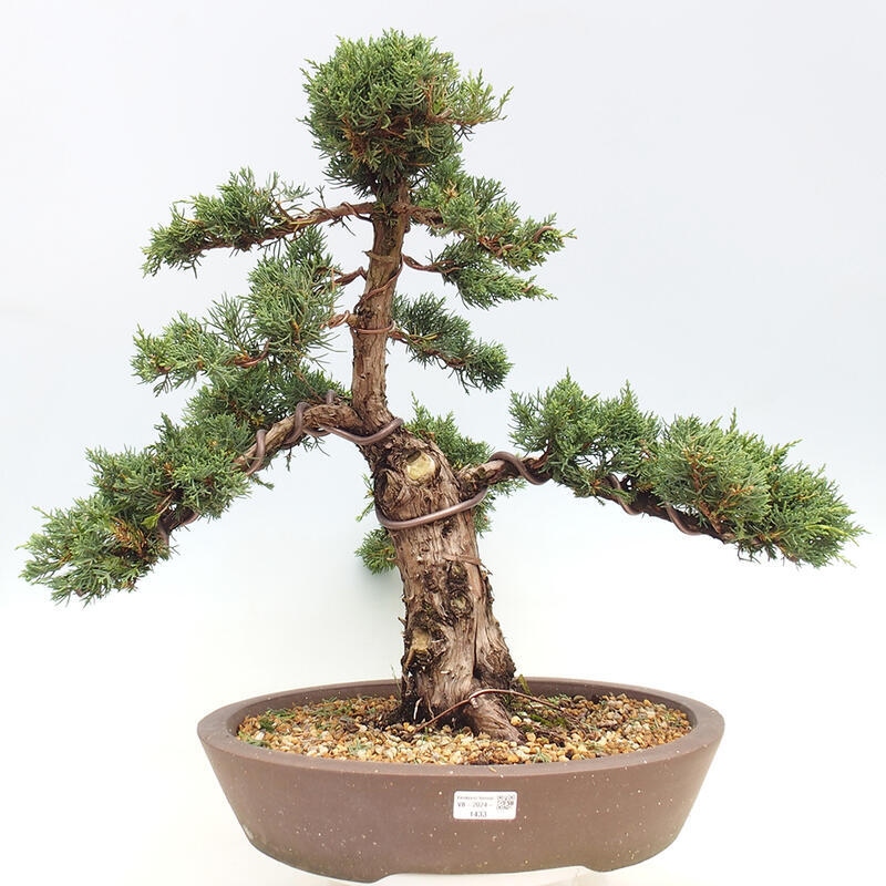 Venkovní bonsai - Juniperus chinensis Kishu -Jalovec čínský