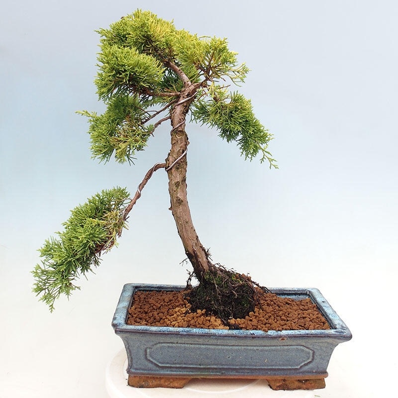 Venkovní bonsai - Juniperus chinensis plumosa aurea - Jalovec čínský zlatý