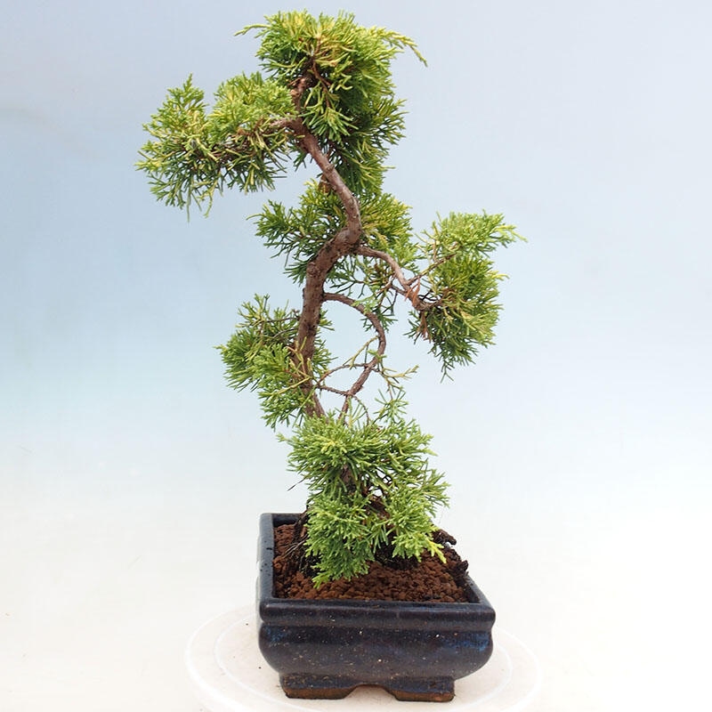 Venkovní bonsai - Juniperus chinensis plumosa aurea - Jalovec čínský zlatý