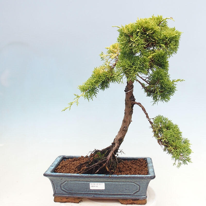Venkovní bonsai - Juniperus chinensis plumosa aurea - Jalovec čínský zlatý