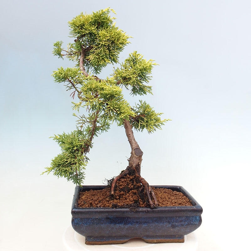 Venkovní bonsai - Juniperus chinensis plumosa aurea - Jalovec čínský zlatý