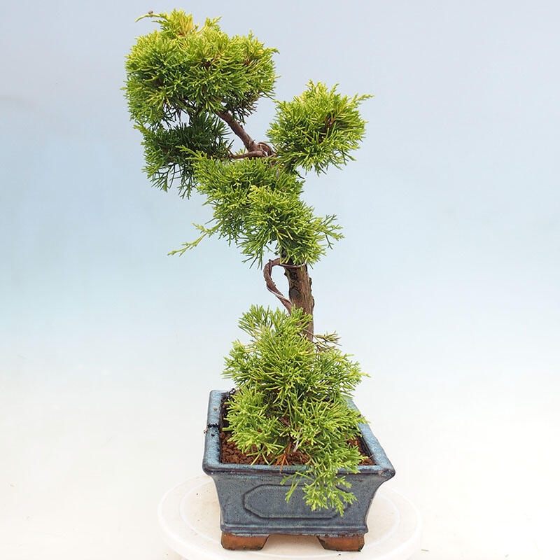 Venkovní bonsai - Juniperus chinensis plumosa aurea - Jalovec čínský zlatý