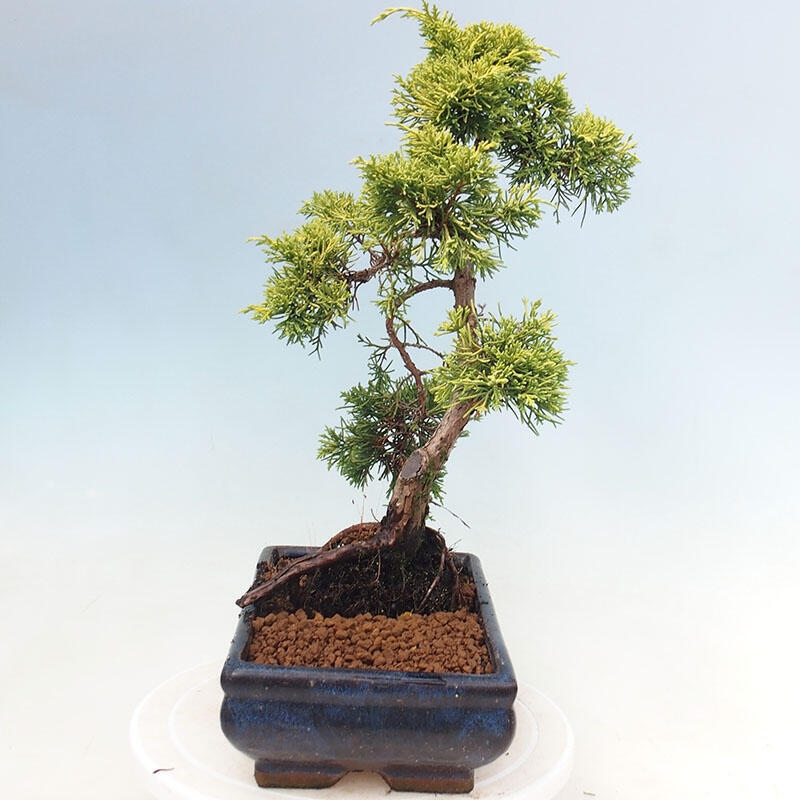 Venkovní bonsai - Juniperus chinensis plumosa aurea - Jalovec čínský zlatý