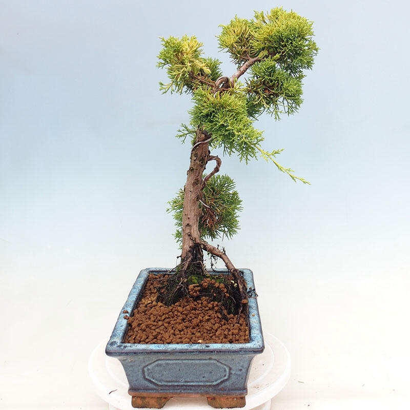 Venkovní bonsai - Juniperus chinensis plumosa aurea - Jalovec čínský zlatý