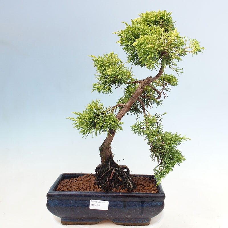 Venkovní bonsai - Juniperus chinensis plumosa aurea - Jalovec čínský zlatý