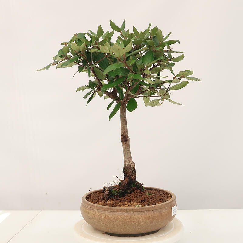 Venkovní bonsai-Kalina Bodnanská - Viburum carlesii hemsi