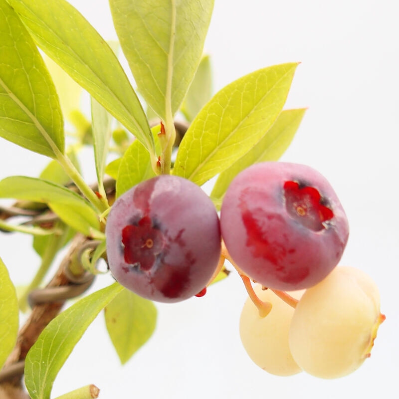 Venkovní bonsai - kanadská borůvka - Vaccinium corymbosum