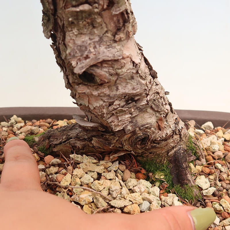 Venkovní bonsai - Larix decidua - Modřín opadavý