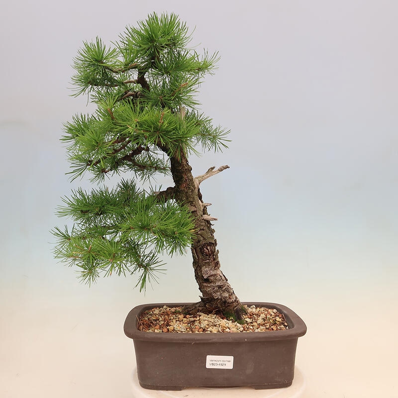 Venkovní bonsai - Larix decidua - Modřín opadavý