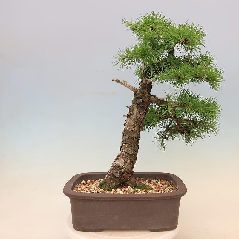 Venkovní bonsai - Larix decidua - Modřín opadavý