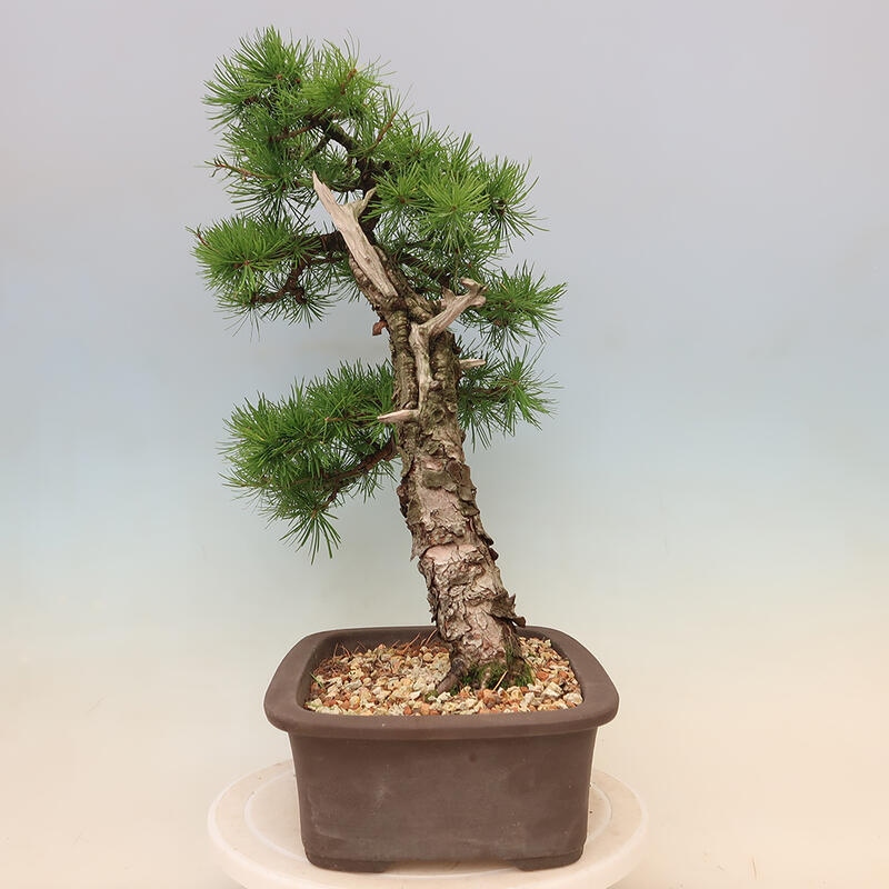 Venkovní bonsai - Larix decidua - Modřín opadavý