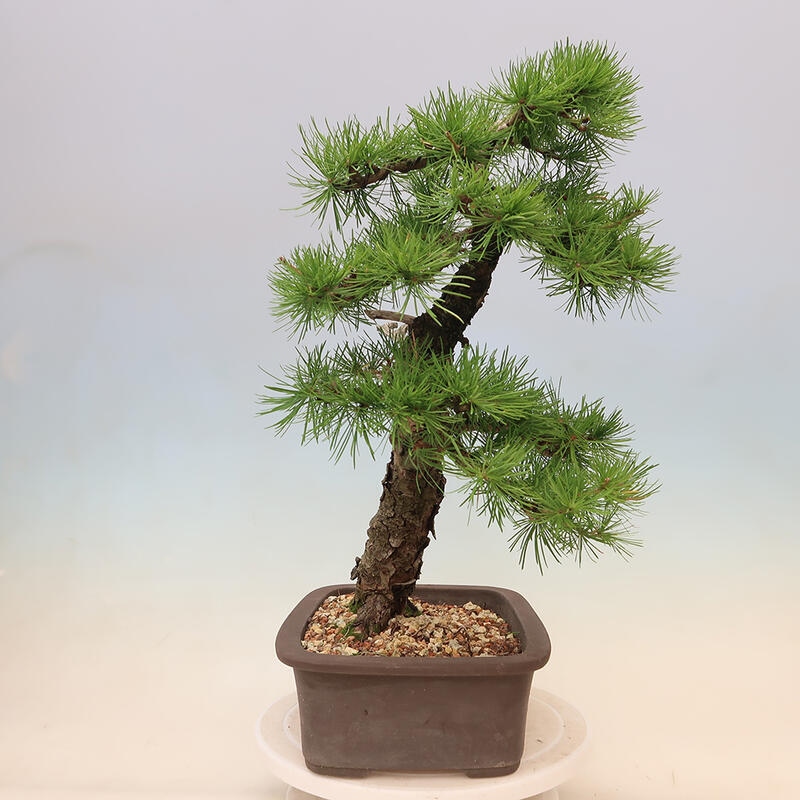 Venkovní bonsai - Larix decidua - Modřín opadavý
