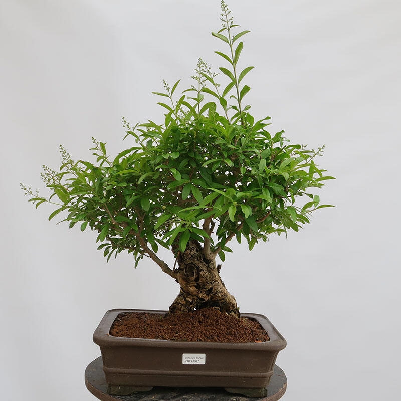 Venkovní bonsai - Ligustrum vulgare - Ptačí zob