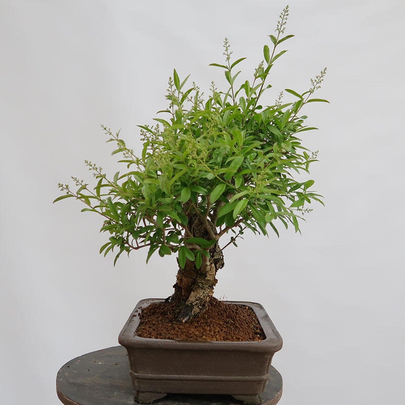 Venkovní bonsai - Ligustrum vulgare - Ptačí zob