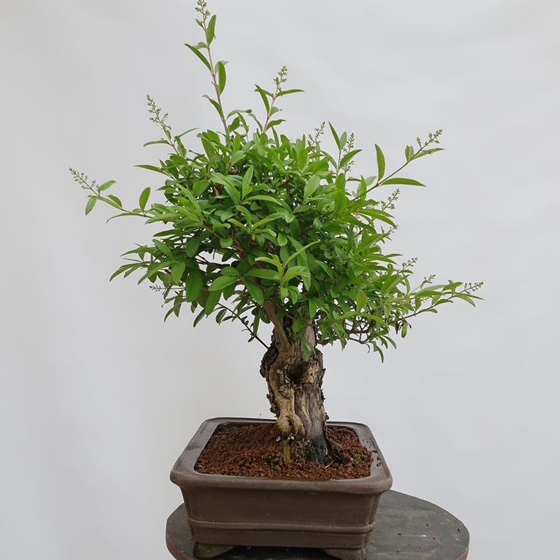 Venkovní bonsai - Ligustrum vulgare - Ptačí zob