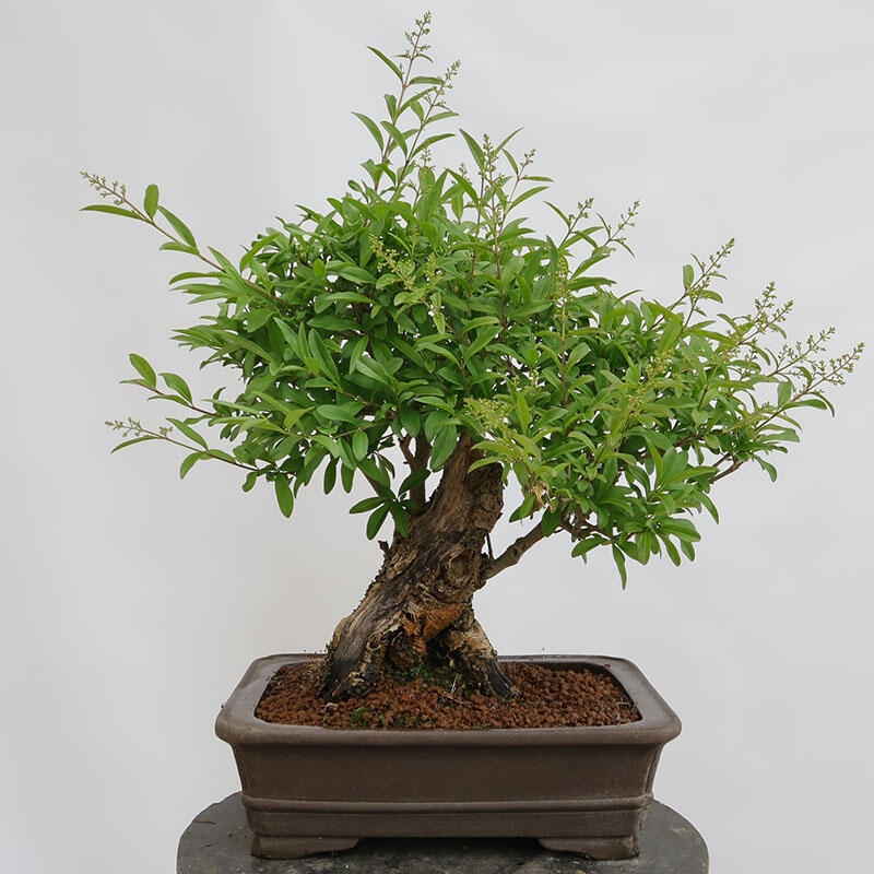 Venkovní bonsai - Ligustrum vulgare - Ptačí zob