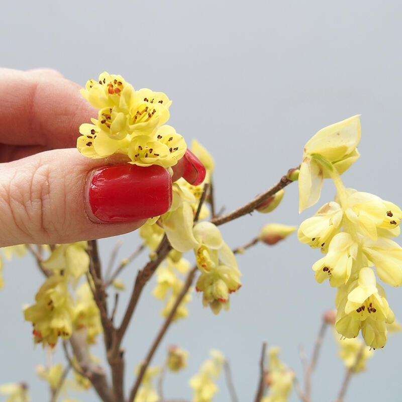 Venkovní bonsai - Lískoveček - Corylopsis Spicata