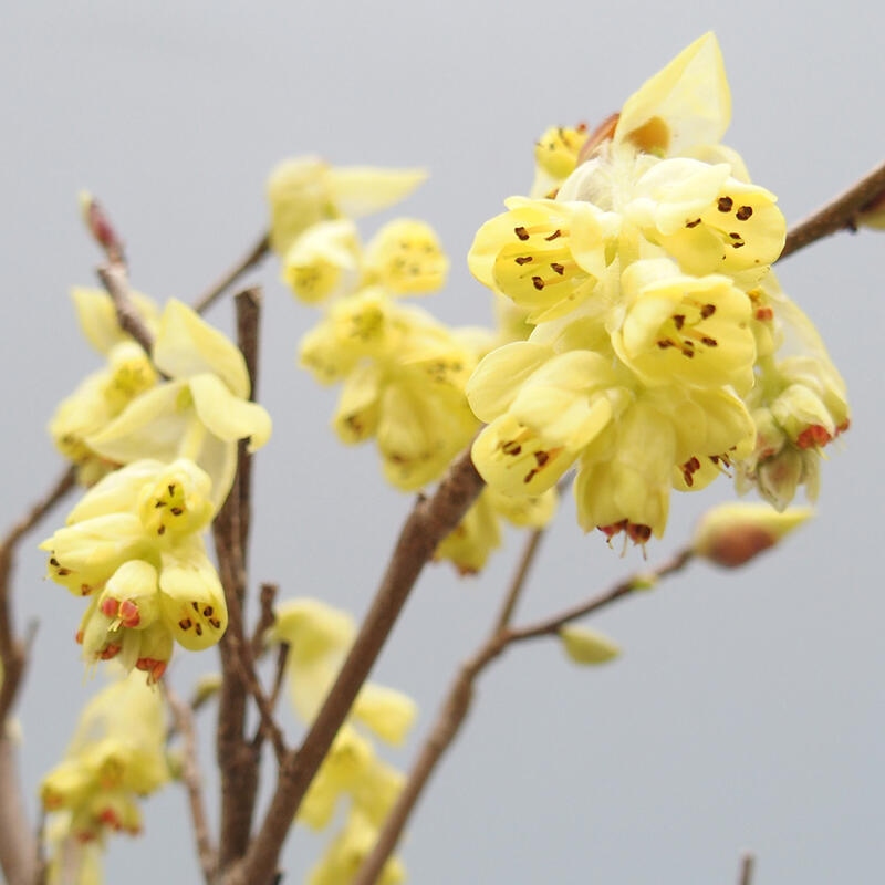 Venkovní bonsai - Lískoveček - Corylopsis Spicata