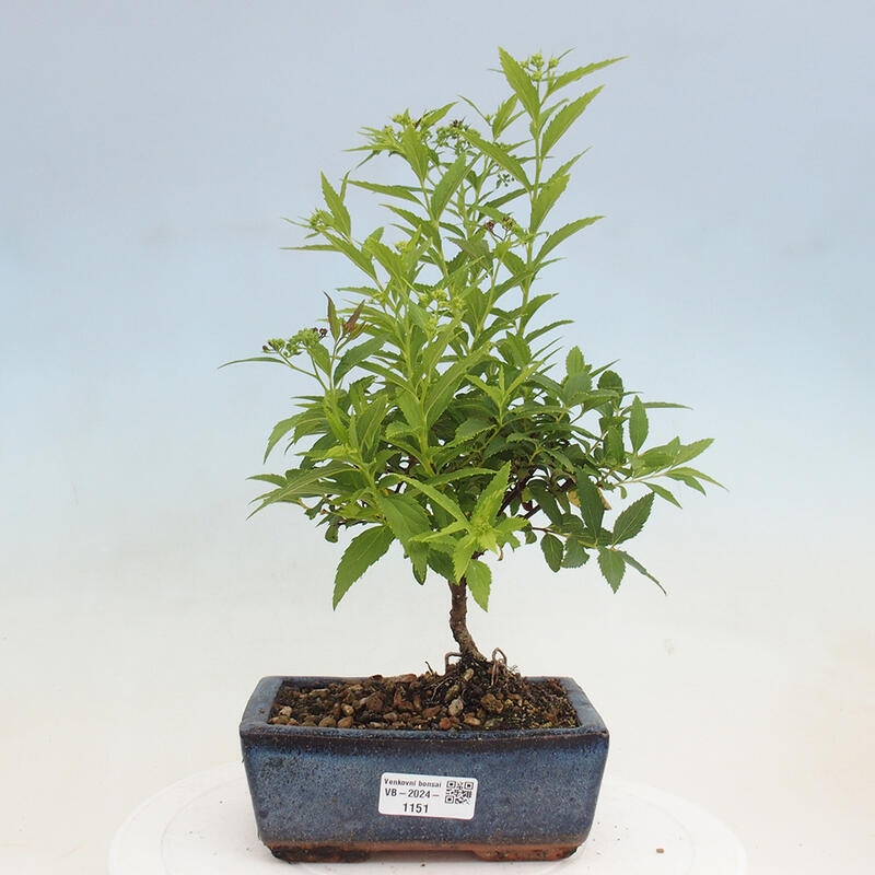 Venkovní bonsai -malolistý tavolník - Spirea japonica GENPSI