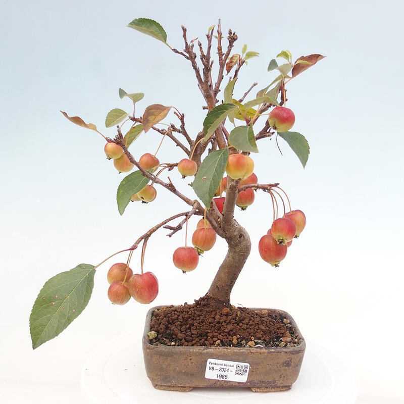 Venkovní bonsai -Malus halliana - Maloplodá jabloň