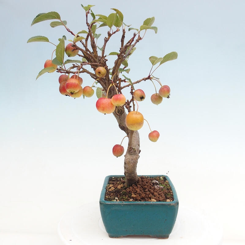 Venkovní bonsai -Malus halliana - Maloplodá jabloň