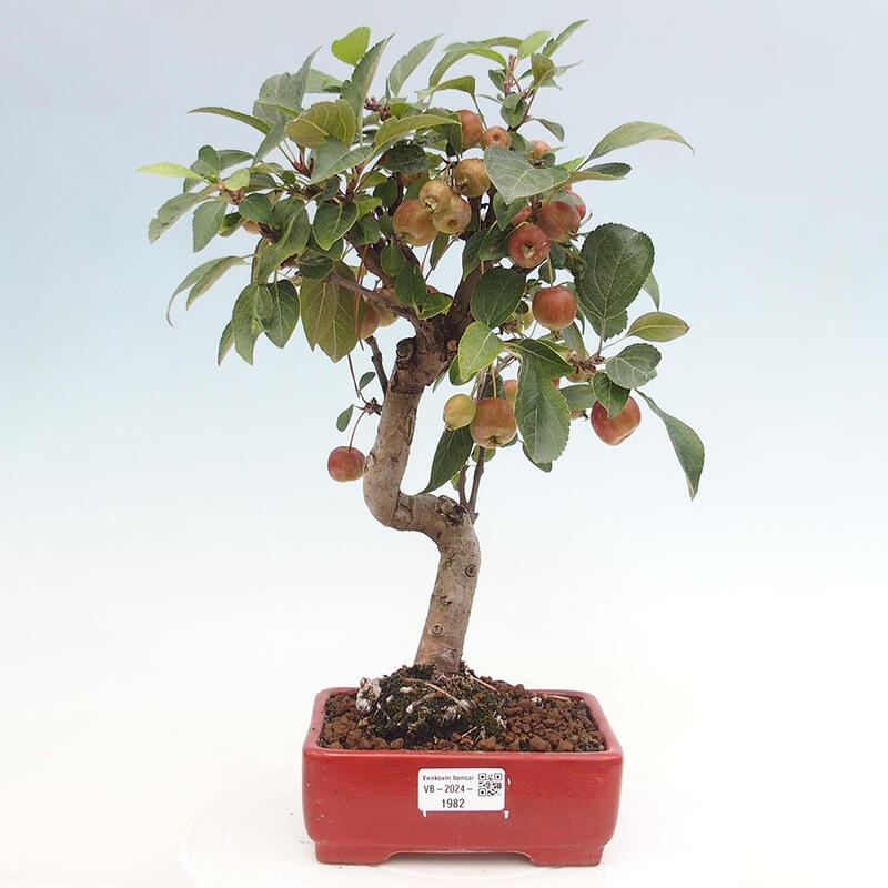 Venkovní bonsai -Malus halliana - Maloplodá jabloň
