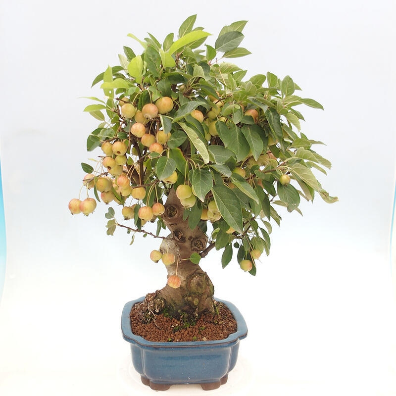 Venkovní bonsai -Malus halliana - Maloplodá jabloň