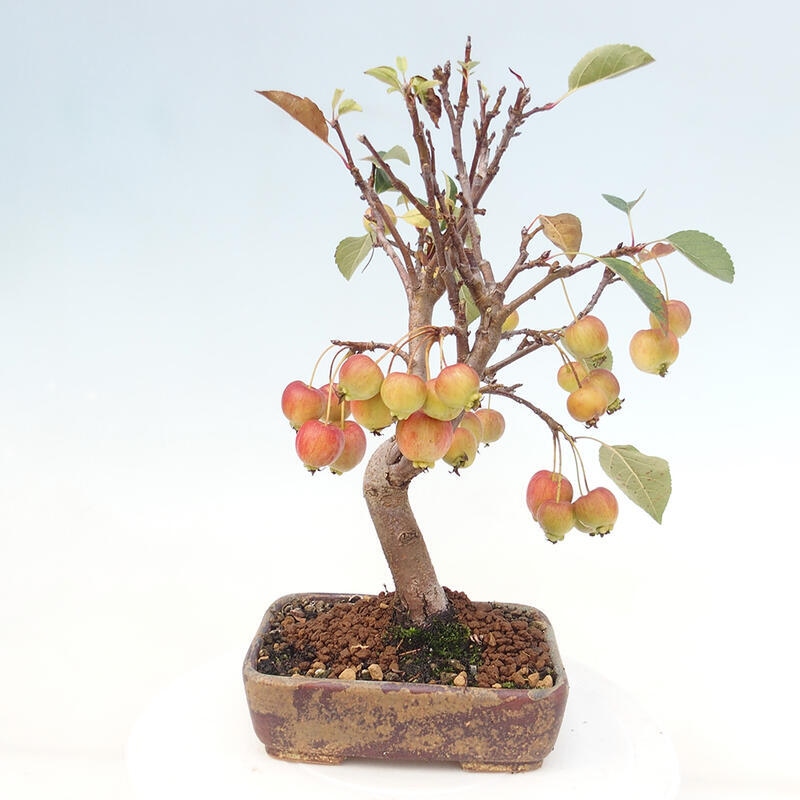 Venkovní bonsai -Malus halliana - Maloplodá jabloň