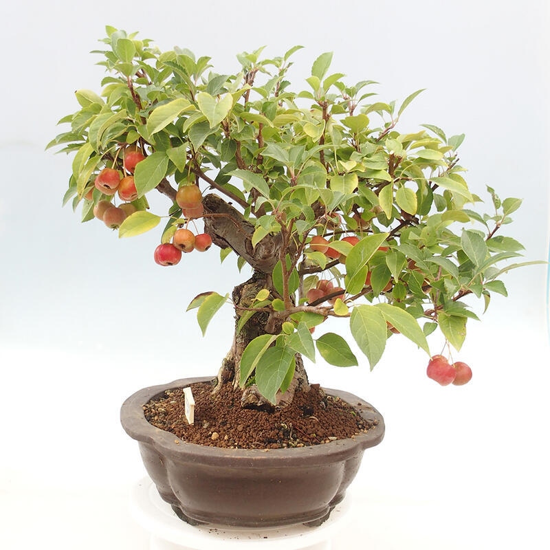 Venkovní bonsai -Malus halliana - Maloplodá jabloň