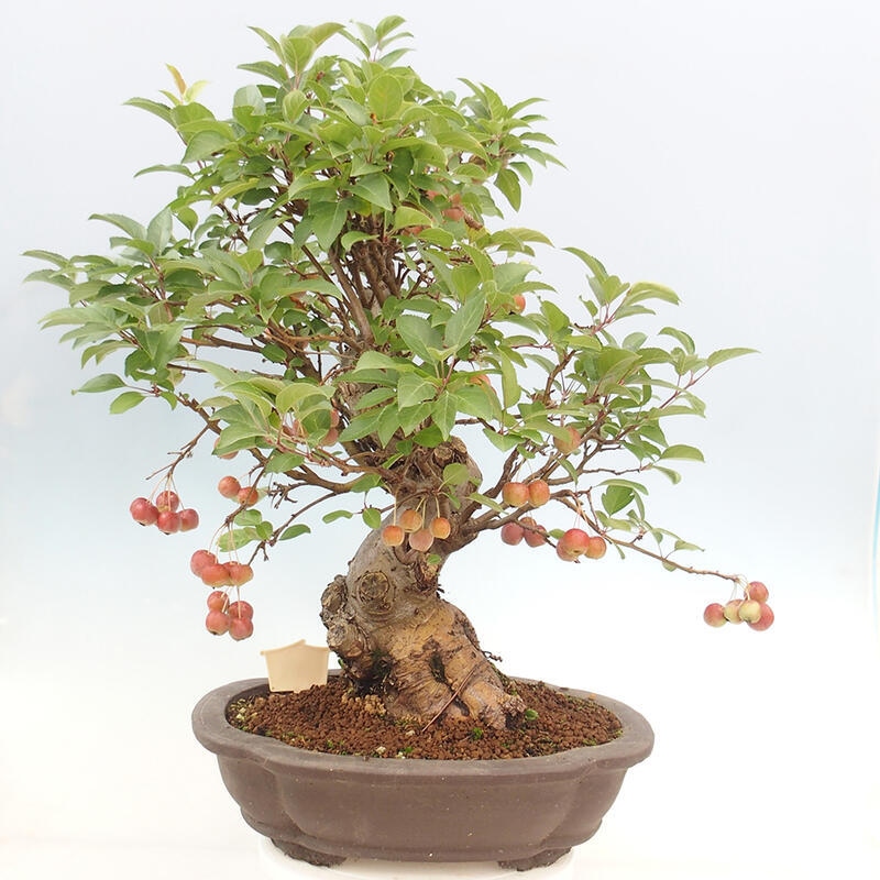 Venkovní bonsai -Malus halliana - Maloplodá jabloň