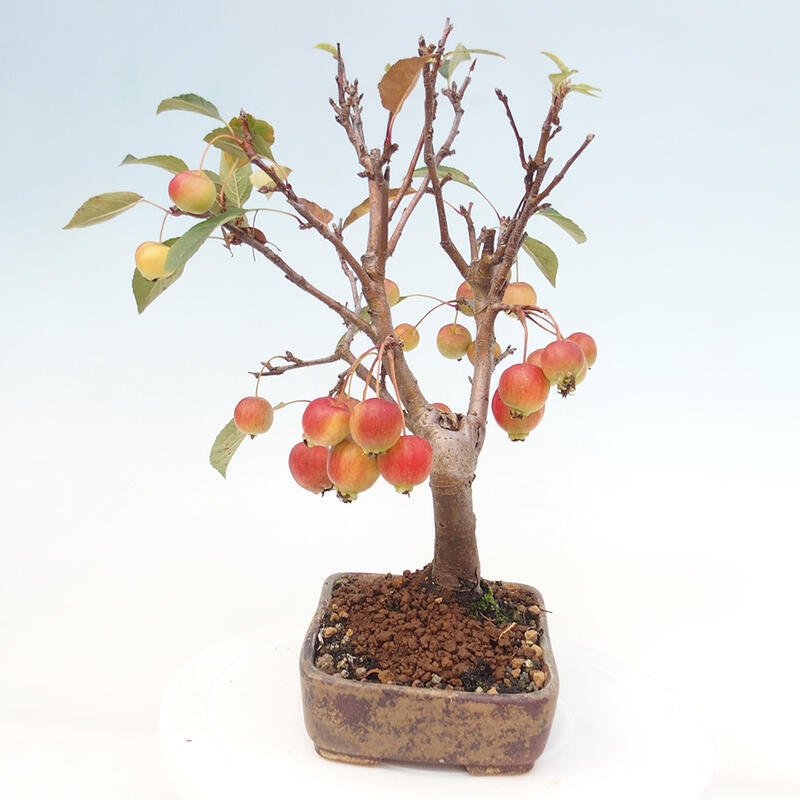 Venkovní bonsai -Malus halliana - Maloplodá jabloň