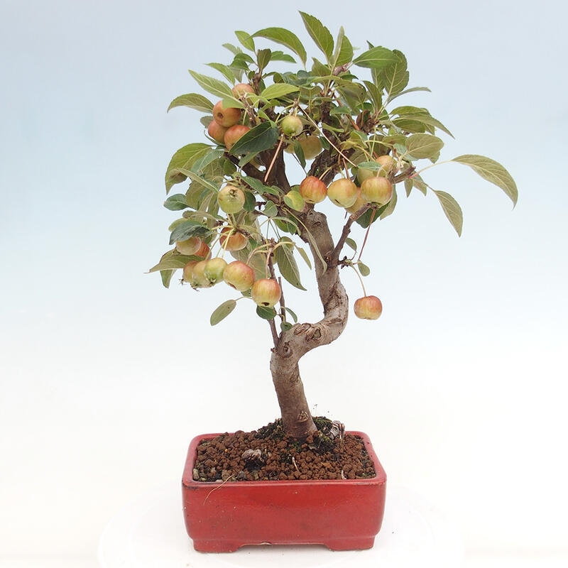 Venkovní bonsai -Malus halliana - Maloplodá jabloň