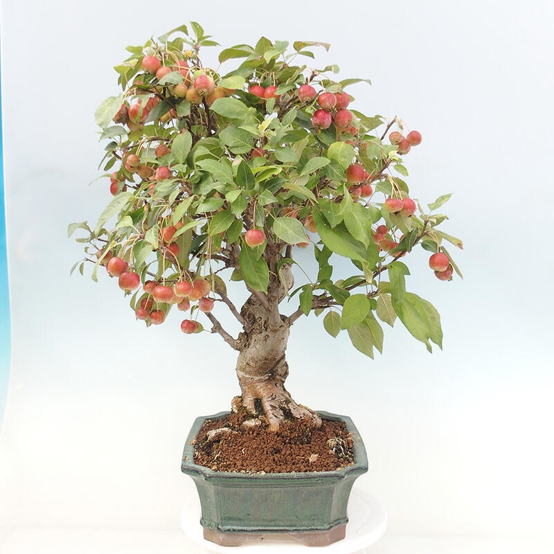 Venkovní bonsai -Malus halliana - Maloplodá jabloň