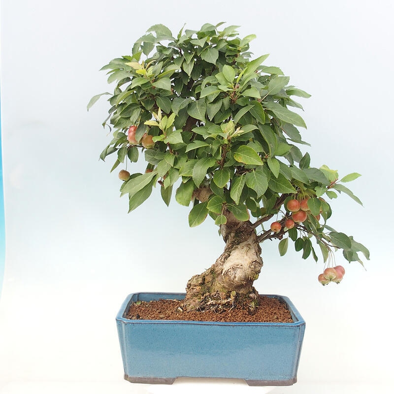 Venkovní bonsai -Malus halliana - Maloplodá jabloň