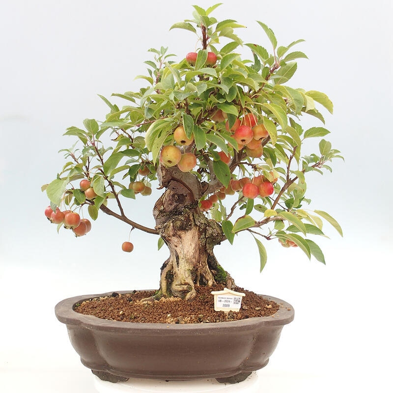 Venkovní bonsai -Malus halliana - Maloplodá jabloň