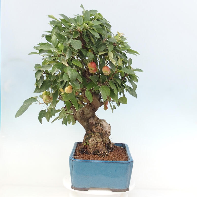 Venkovní bonsai -Malus halliana - Maloplodá jabloň