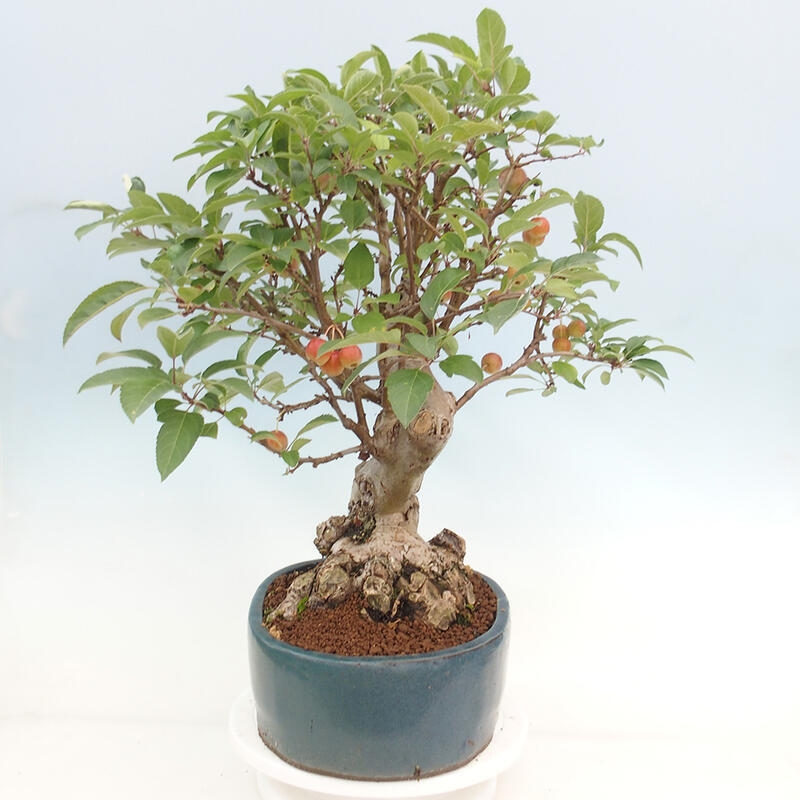 Venkovní bonsai -Malus halliana - Maloplodá jabloň