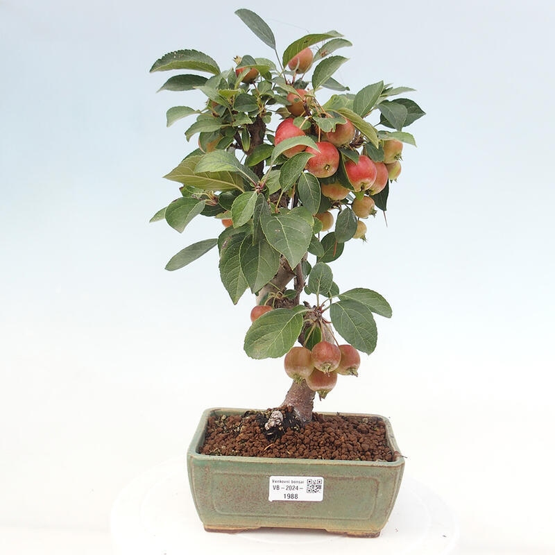 Venkovní bonsai -Malus halliana - Maloplodá jabloň