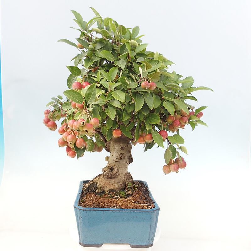 Venkovní bonsai -Malus halliana - Maloplodá jabloň