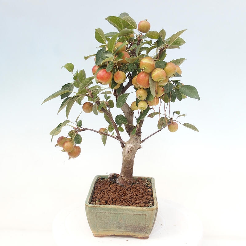 Venkovní bonsai -Malus halliana - Maloplodá jabloň