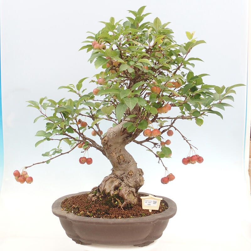 Venkovní bonsai -Malus halliana - Maloplodá jabloň
