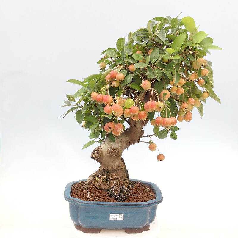 Venkovní bonsai -Malus halliana - Maloplodá jabloň