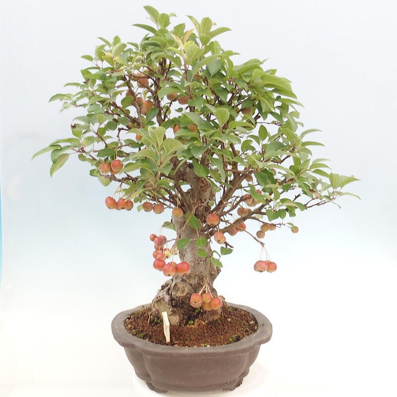 Venkovní bonsai -Malus halliana - Maloplodá jabloň
