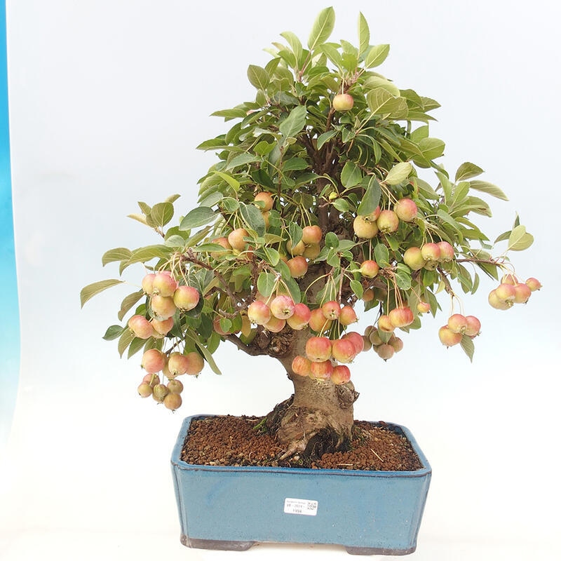 Venkovní bonsai -Malus halliana - Maloplodá jabloň