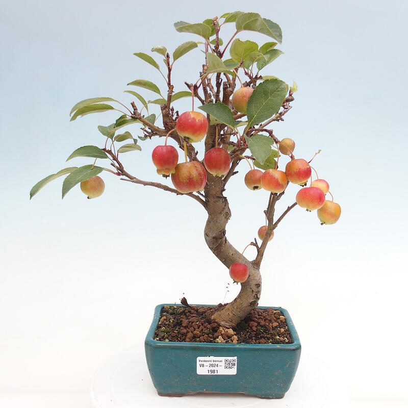 Venkovní bonsai -Malus halliana - Maloplodá jabloň