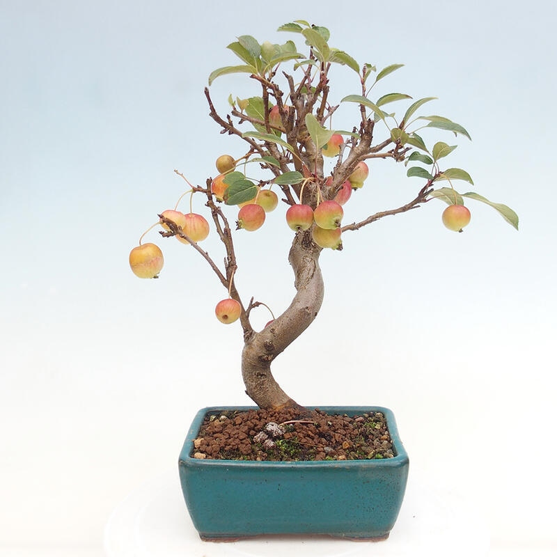 Venkovní bonsai -Malus halliana - Maloplodá jabloň