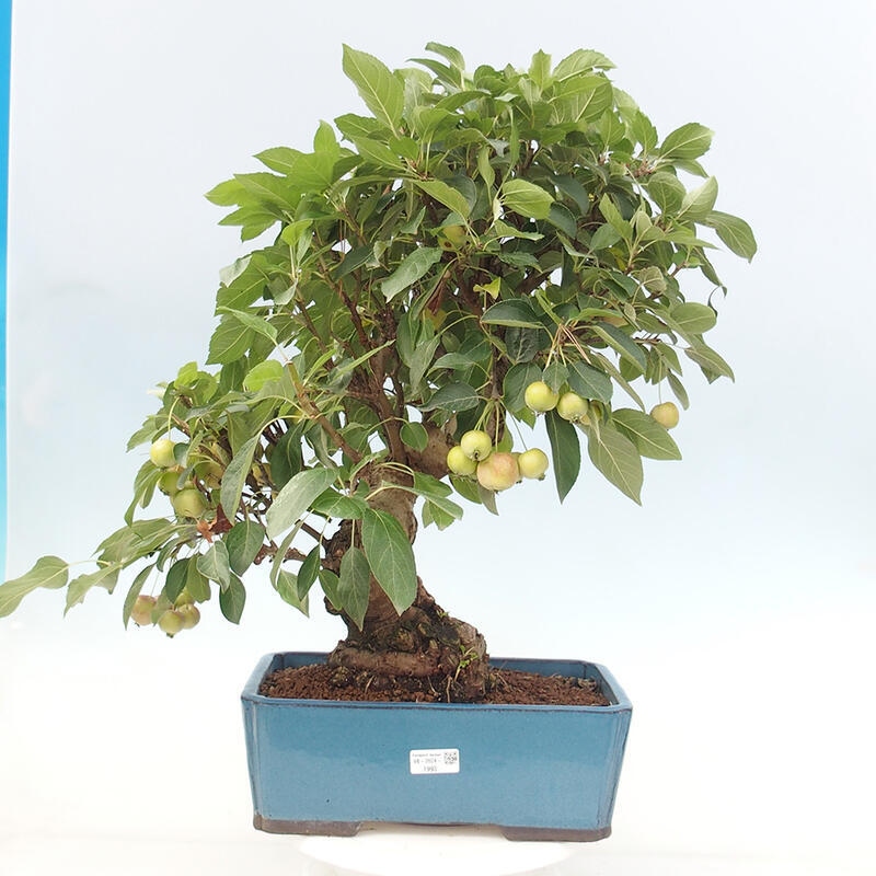 Venkovní bonsai -Malus halliana - Maloplodá jabloň
