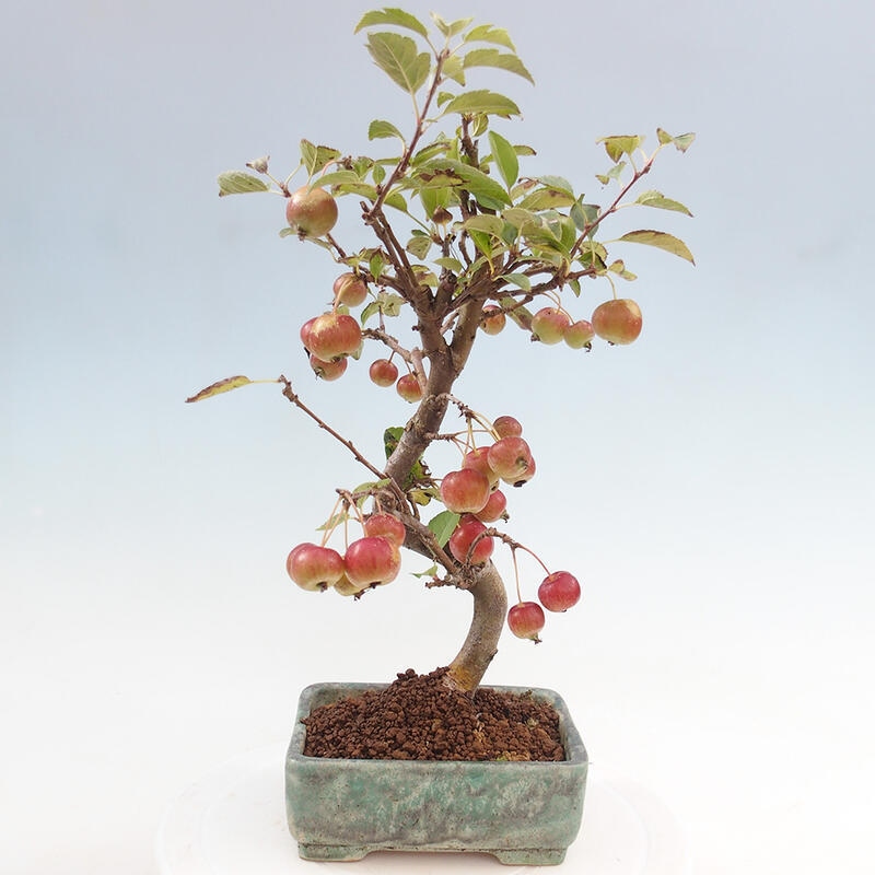 Venkovní bonsai -Malus halliana - Maloplodá jabloň