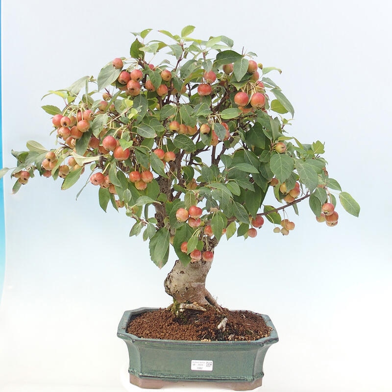 Venkovní bonsai -Malus halliana - Maloplodá jabloň