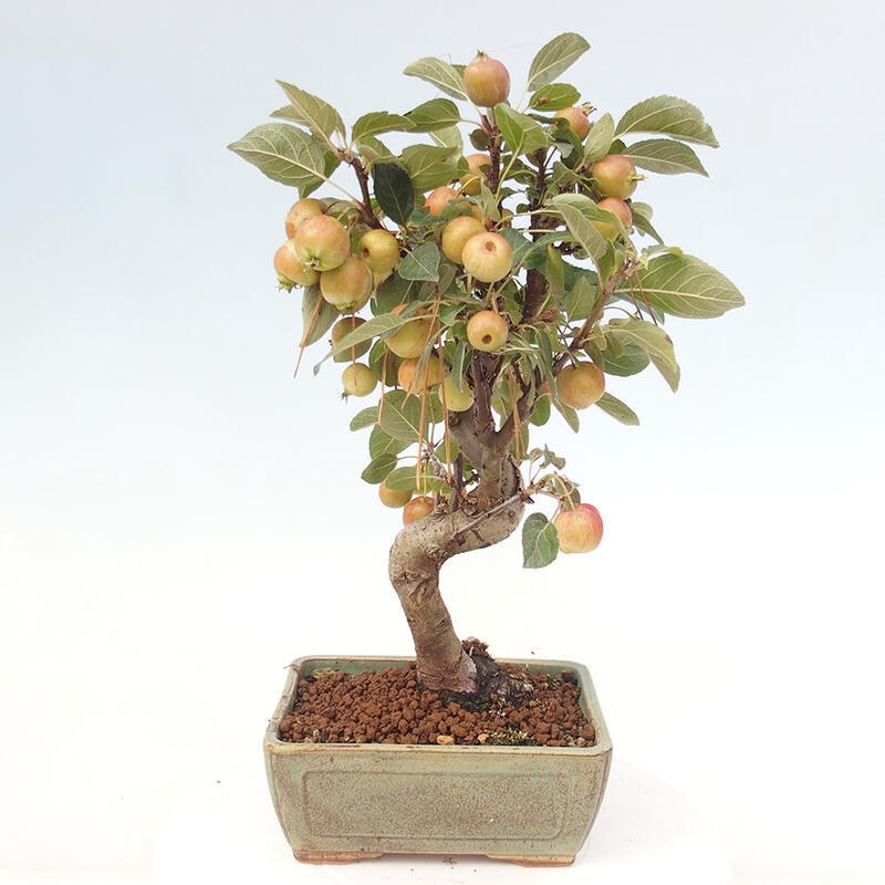 Venkovní bonsai -Malus halliana - Maloplodá jabloň